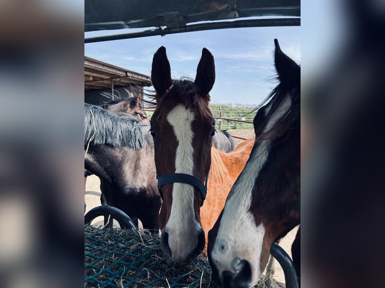 Cavallo da sella tedesco Castrone 2 Anni Sauro in Meinersen