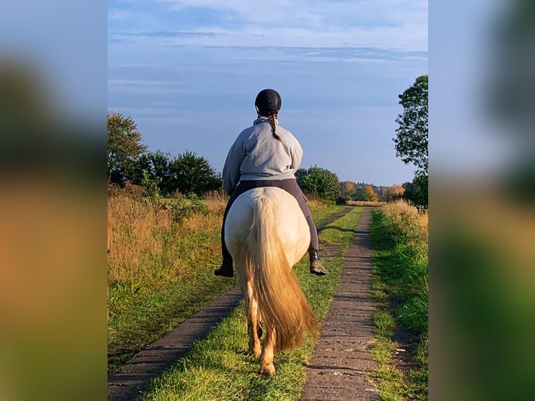 Cavallo da sella tedesco Castrone 3 Anni 145 cm Cremello in Kellinghusen