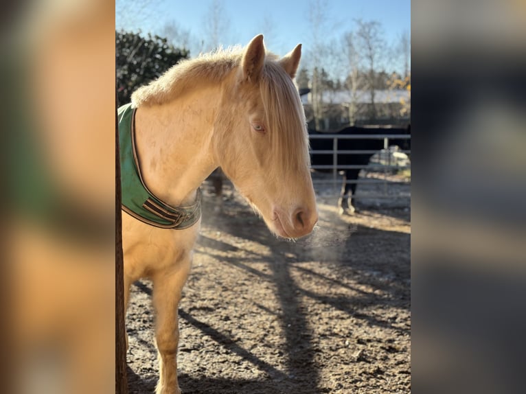 Cavallo da sella tedesco Castrone 3 Anni 145 cm Cremello in Kellinghusen