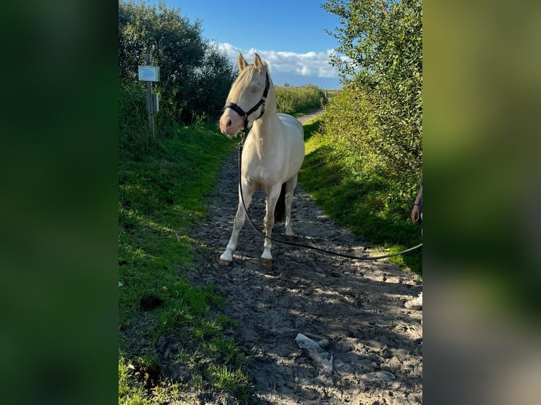 Cavallo da sella tedesco Castrone 3 Anni 145 cm Cremello in Kellinghusen