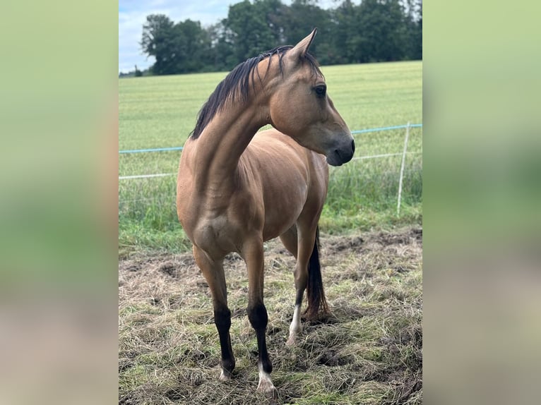 Cavallo da sella tedesco Castrone 3 Anni 146 cm in Fuldabrück