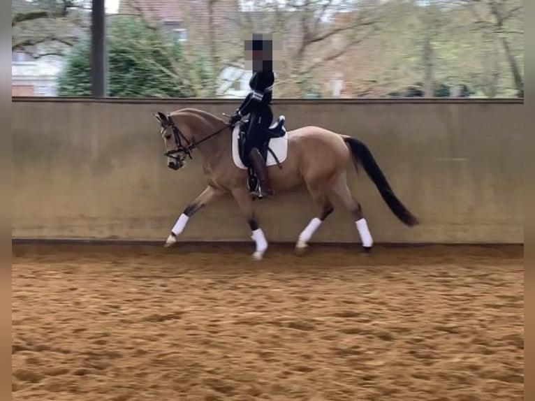 Cavallo da sella tedesco Castrone 3 Anni 146 cm in Fuldabrück