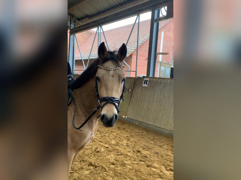 Cavallo da sella tedesco Castrone 3 Anni 146 cm in Fuldabrück