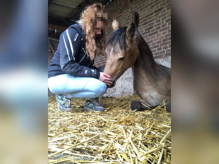 Cavallo da sella tedesco Castrone 3 Anni 146 cm in Fuldabrück