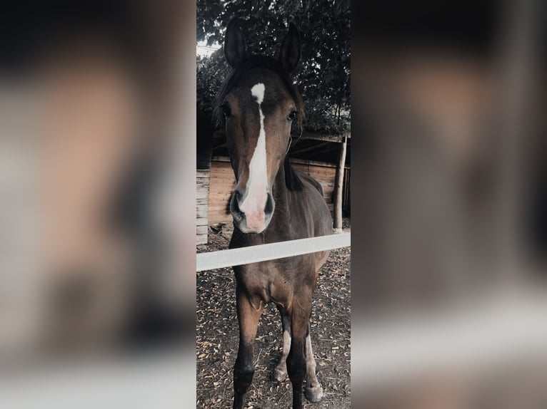 Cavallo da sella tedesco Castrone 3 Anni 150 cm Baio scuro in Großalmerode