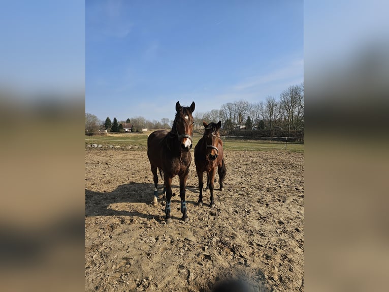 Cavallo da sella tedesco Castrone 3 Anni 151 cm Baio in Sagard