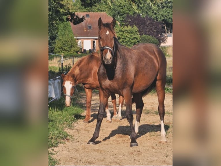 Cavallo da sella tedesco Castrone 3 Anni 151 cm Baio in Sagard