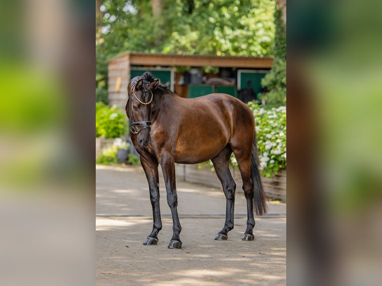 Cavallo da sella tedesco Castrone 3 Anni 158 cm Morello in Stuhr