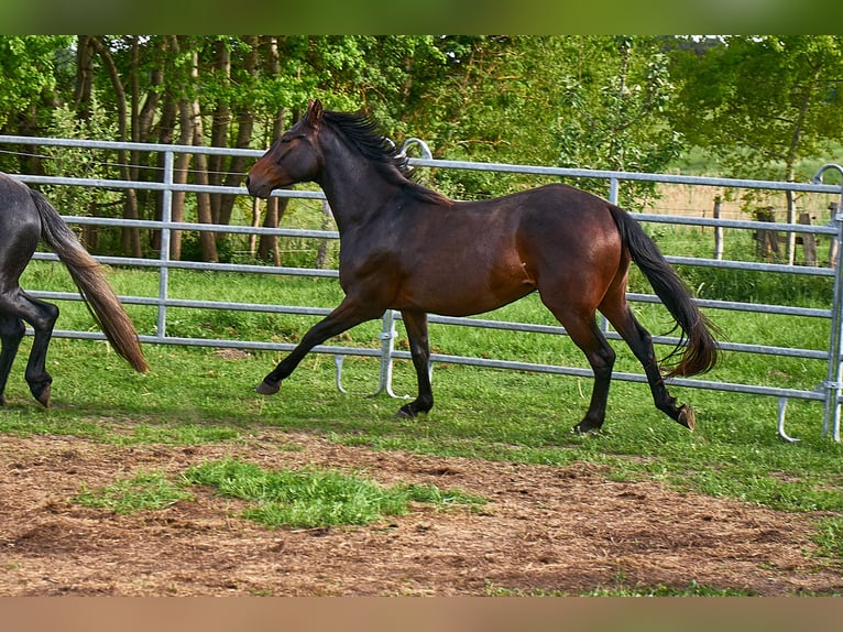 Cavallo da sella tedesco Castrone 3 Anni 160 cm Baio in Groß Dratow