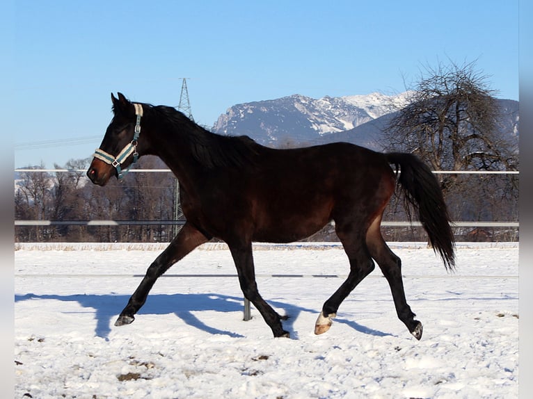 Cavallo da sella tedesco Castrone 3 Anni 160 cm Baio nero in Kirchbichl