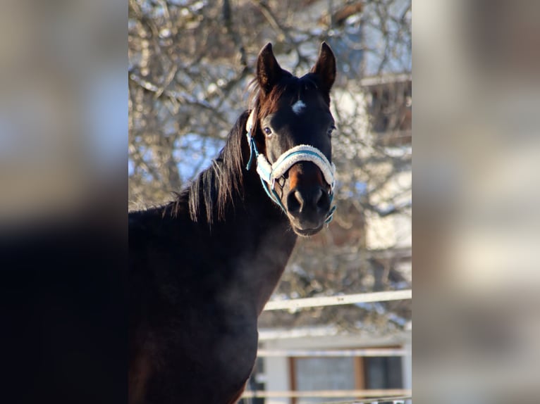 Cavallo da sella tedesco Castrone 3 Anni 160 cm Baio nero in Kirchbichl