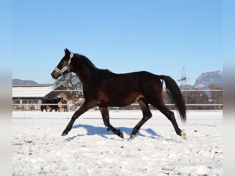 Cavallo da sella tedesco Castrone 3 Anni 160 cm Baio nero in Kirchbichl