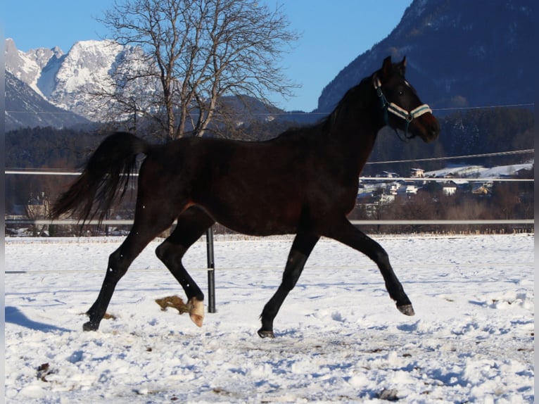 Cavallo da sella tedesco Castrone 3 Anni 160 cm Baio nero in Kirchbichl