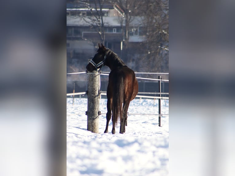 Cavallo da sella tedesco Castrone 3 Anni 160 cm Baio nero in Kirchbichl