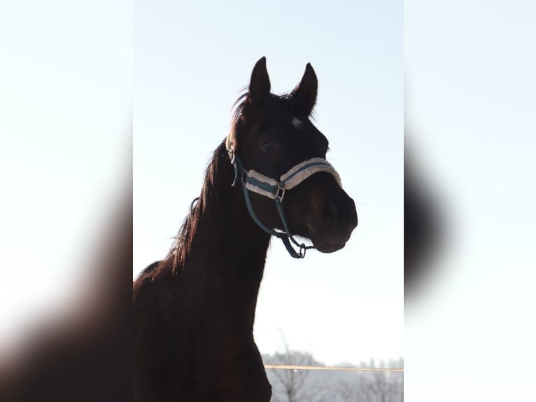 Cavallo da sella tedesco Castrone 3 Anni 160 cm Baio nero in Kirchbichl