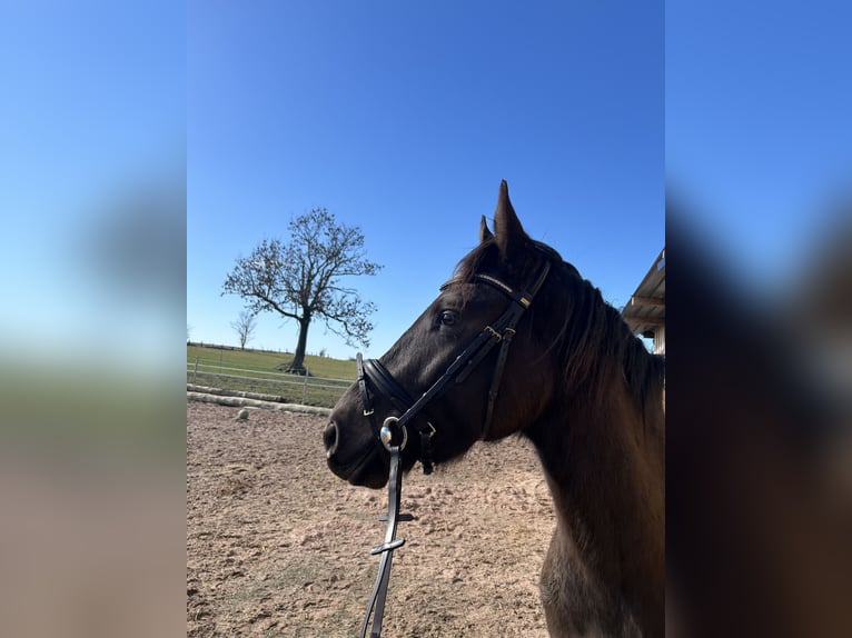 Cavallo da sella tedesco Castrone 3 Anni 160 cm Pelle di daino in MarienmünsterMarienmünster