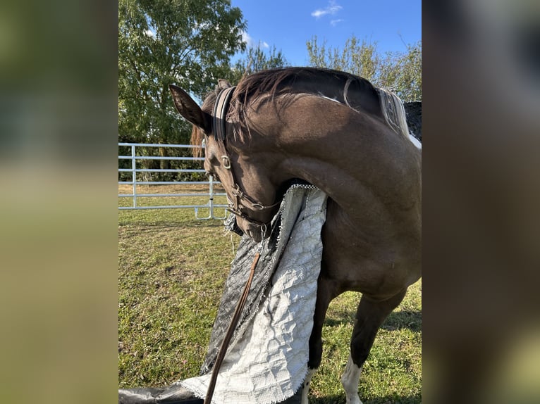 Cavallo da sella tedesco Castrone 3 Anni 160 cm Pelle di daino in MarienmünsterMarienmünster