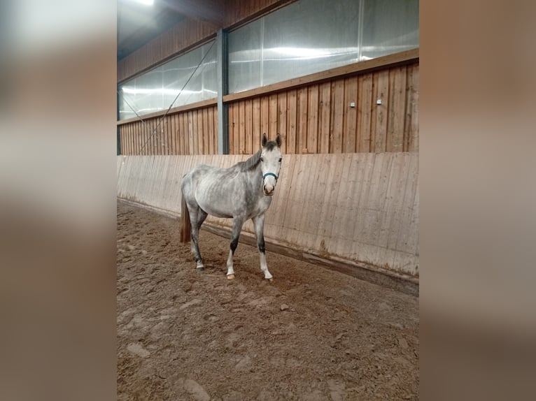 Cavallo da sella tedesco Castrone 3 Anni 162 cm Grigio in Leipzig