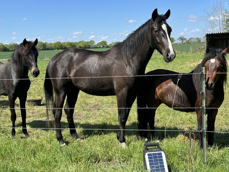 Cavallo da sella tedesco Mix Castrone 3 Anni 162 cm Morello in Neuwittenbek