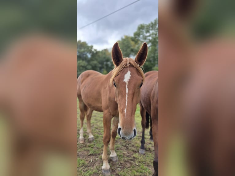 Cavallo da sella tedesco Castrone 3 Anni 163 cm Sauro in Niederzier