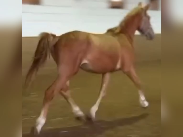 Cavallo da sella tedesco Castrone 3 Anni 163 cm Sauro in Niederzier