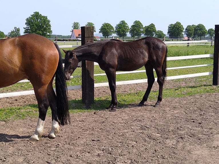 Cavallo da sella tedesco Castrone 3 Anni 163 cm Sauro scuro in Bad Essen