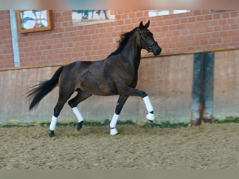 Cavallo da sella tedesco Castrone 3 Anni 164 cm Baio nero in Paderborn