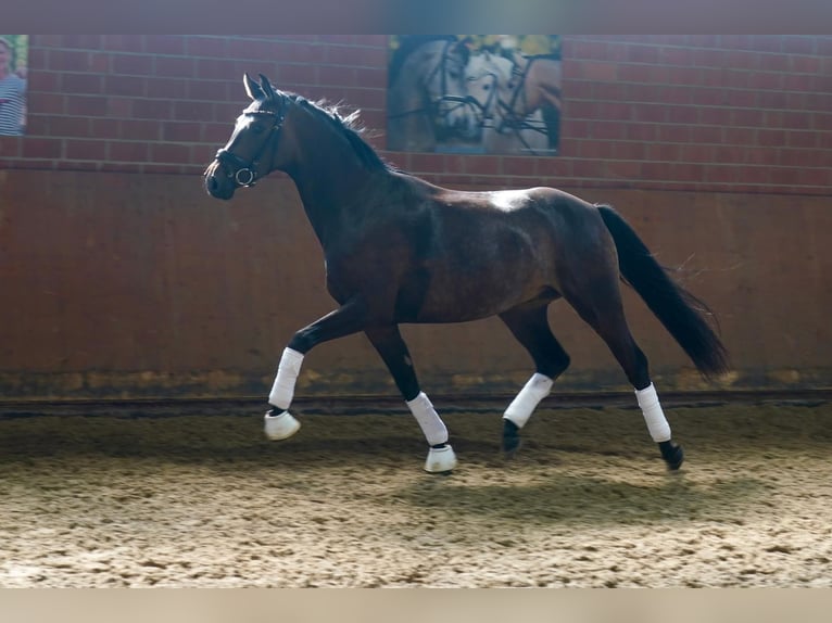 Cavallo da sella tedesco Castrone 3 Anni 164 cm Baio nero in Paderborn