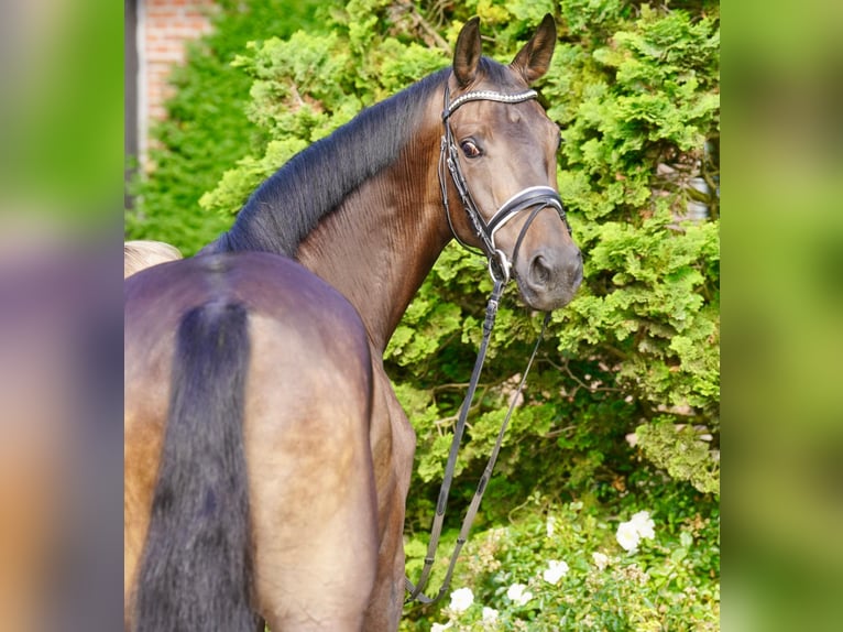 Cavallo da sella tedesco Castrone 3 Anni 164 cm Baio nero in Paderborn