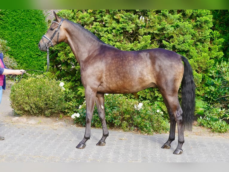 Cavallo da sella tedesco Castrone 3 Anni 164 cm Baio nero in Paderborn