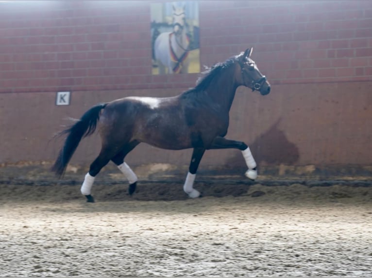 Cavallo da sella tedesco Castrone 3 Anni 164 cm Baio nero in Paderborn