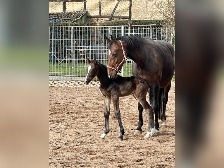 Cavallo da sella tedesco Castrone 3 Anni 164 cm Baio scuro in Bösleben