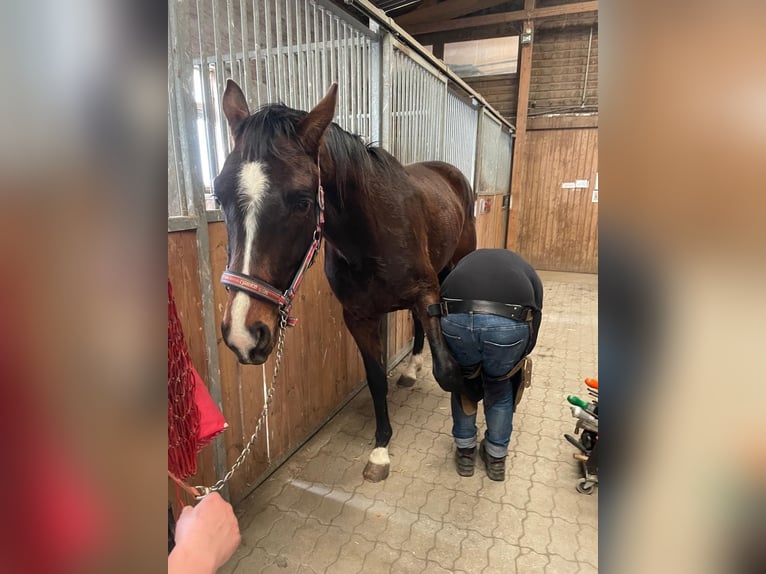 Cavallo da sella tedesco Castrone 3 Anni 164 cm Baio scuro in Bösleben