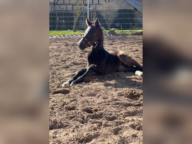 Cavallo da sella tedesco Castrone 3 Anni 164 cm Baio scuro in Bösleben