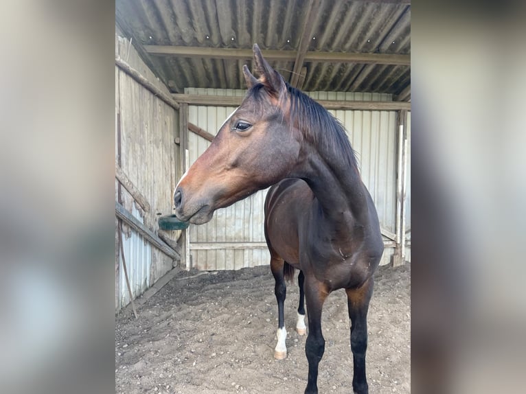 Cavallo da sella tedesco Castrone 3 Anni 164 cm Baio scuro in Bösleben