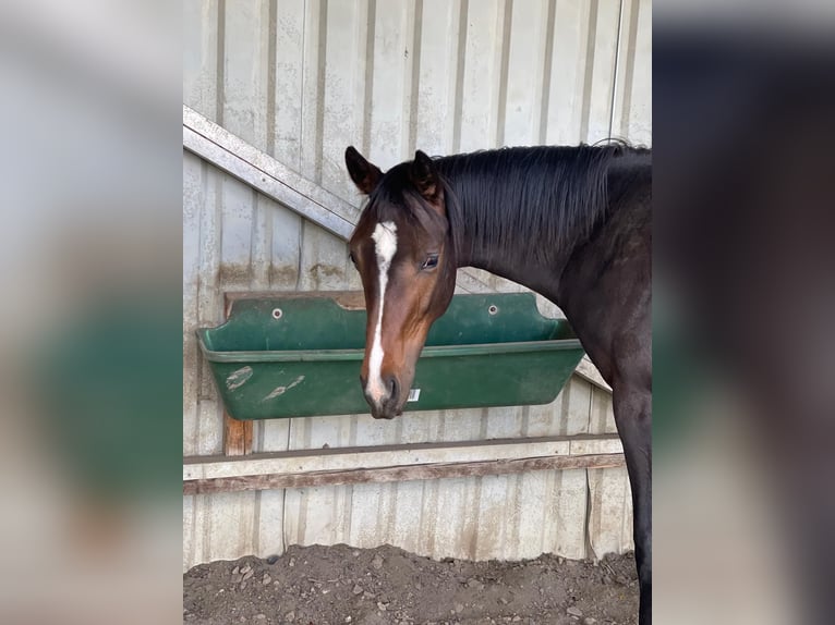 Cavallo da sella tedesco Castrone 3 Anni 164 cm Baio scuro in Bösleben