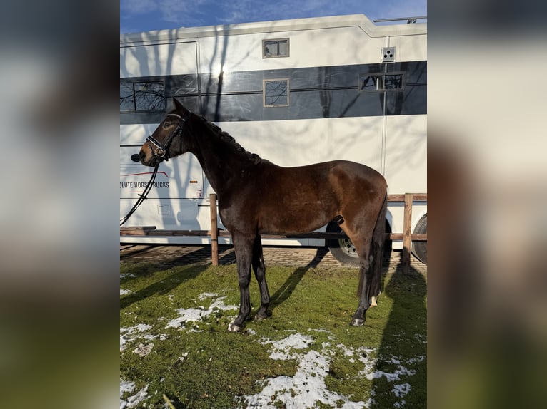 Cavallo da sella tedesco Castrone 3 Anni 165 cm  in Bremen