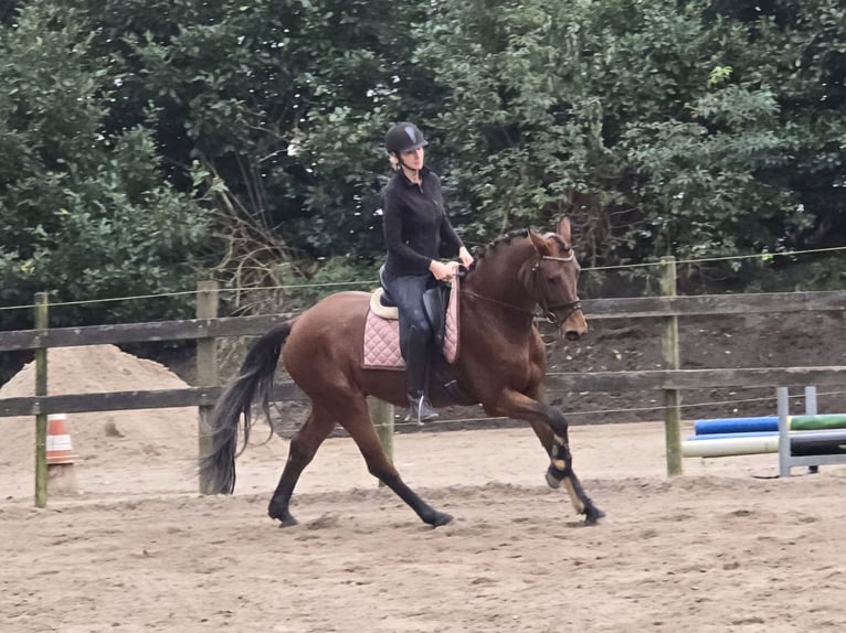 Cavallo da sella tedesco Castrone 3 Anni 166 cm Baio in Hooge Mierde