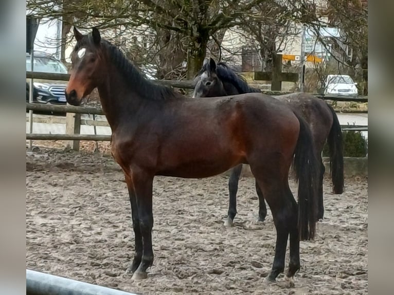Cavallo da sella tedesco Castrone 3 Anni 167 cm Baio in Illmensee