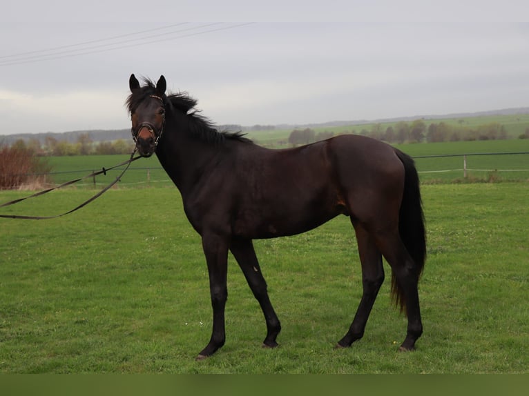 Cavallo da sella tedesco Castrone 3 Anni 167 cm Baio nero in Mügeln