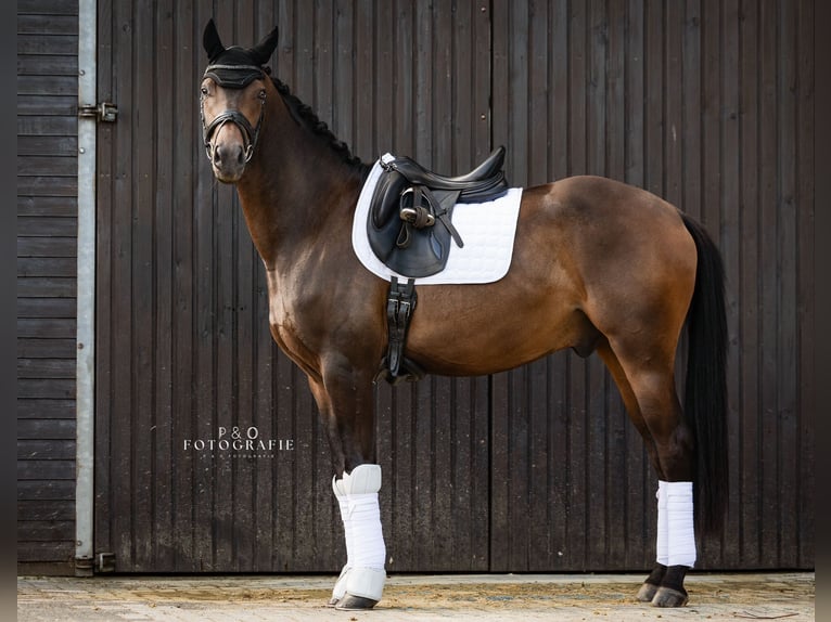 Cavallo da sella tedesco Castrone 3 Anni 167 cm Baio scuro in Münster