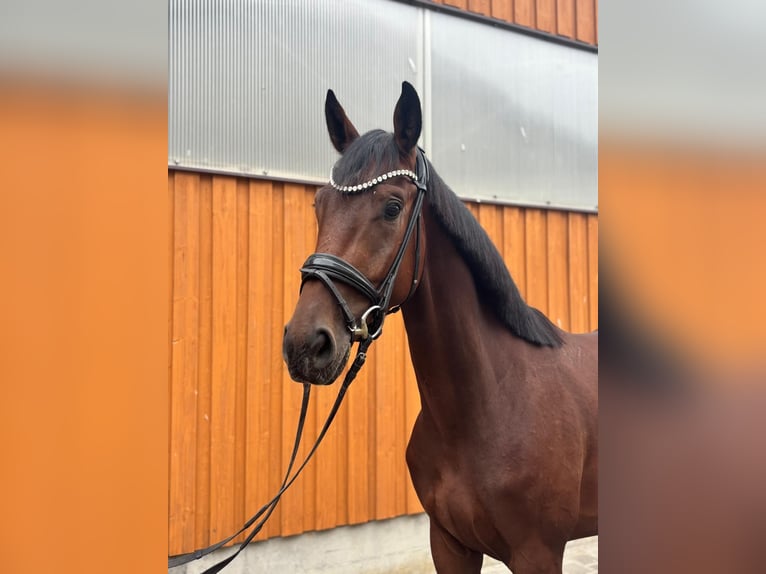 Cavallo da sella tedesco Castrone 3 Anni 168 cm Baio in Illmensee