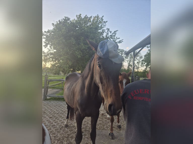 Cavallo da sella tedesco Castrone 3 Anni 168 cm Baio scuro in Remptendorf