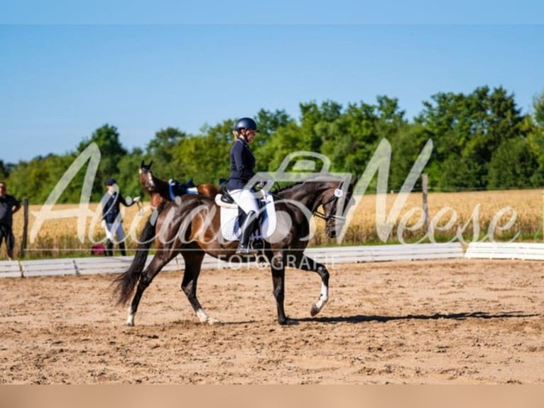 Cavallo da sella tedesco Castrone 3 Anni 168 cm Baio scuro in Remptendorf