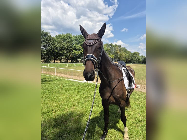 Cavallo da sella tedesco Castrone 3 Anni 168 cm Baio scuro in Remptendorf