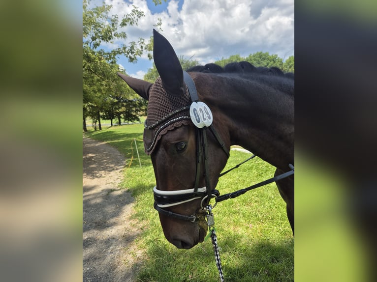 Cavallo da sella tedesco Castrone 3 Anni 168 cm Baio scuro in Remptendorf