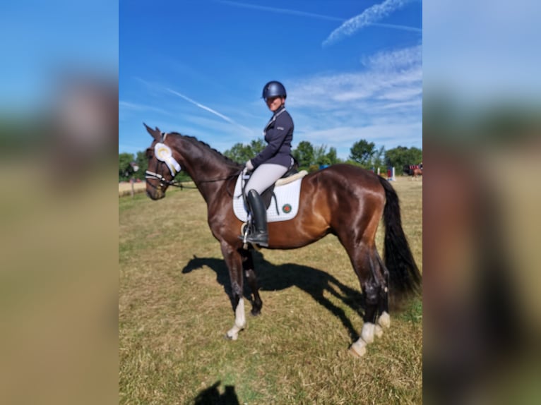 Cavallo da sella tedesco Castrone 3 Anni 168 cm Baio scuro in Remptendorf