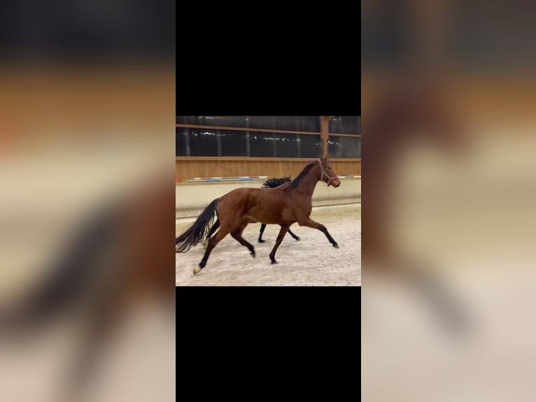 Cavallo da sella tedesco Castrone 3 Anni 170 cm Baio in K&#xF6;nigheim
