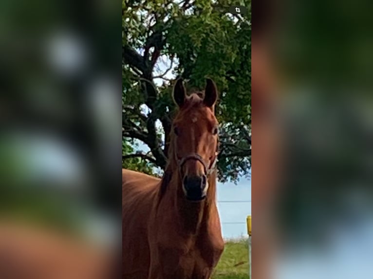 Cavallo da sella tedesco Castrone 3 Anni 170 cm Baio in K&#xF6;nigheim