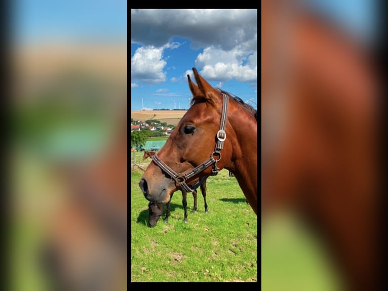 Cavallo da sella tedesco Castrone 3 Anni 170 cm Baio in K&#xF6;nigheim